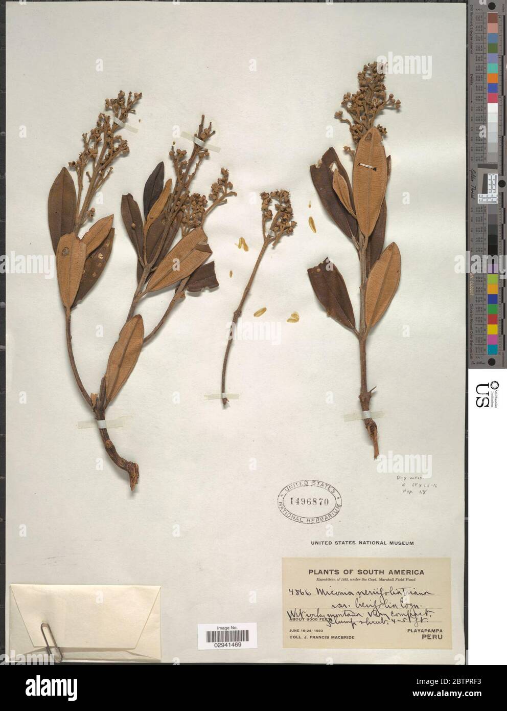 Miconia neriifolia var brevifolia. Stock Photo