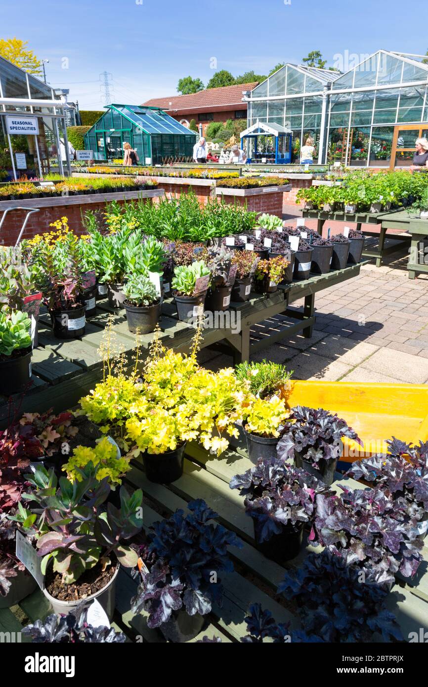 A British garden centre with a variety of plants for sale on display