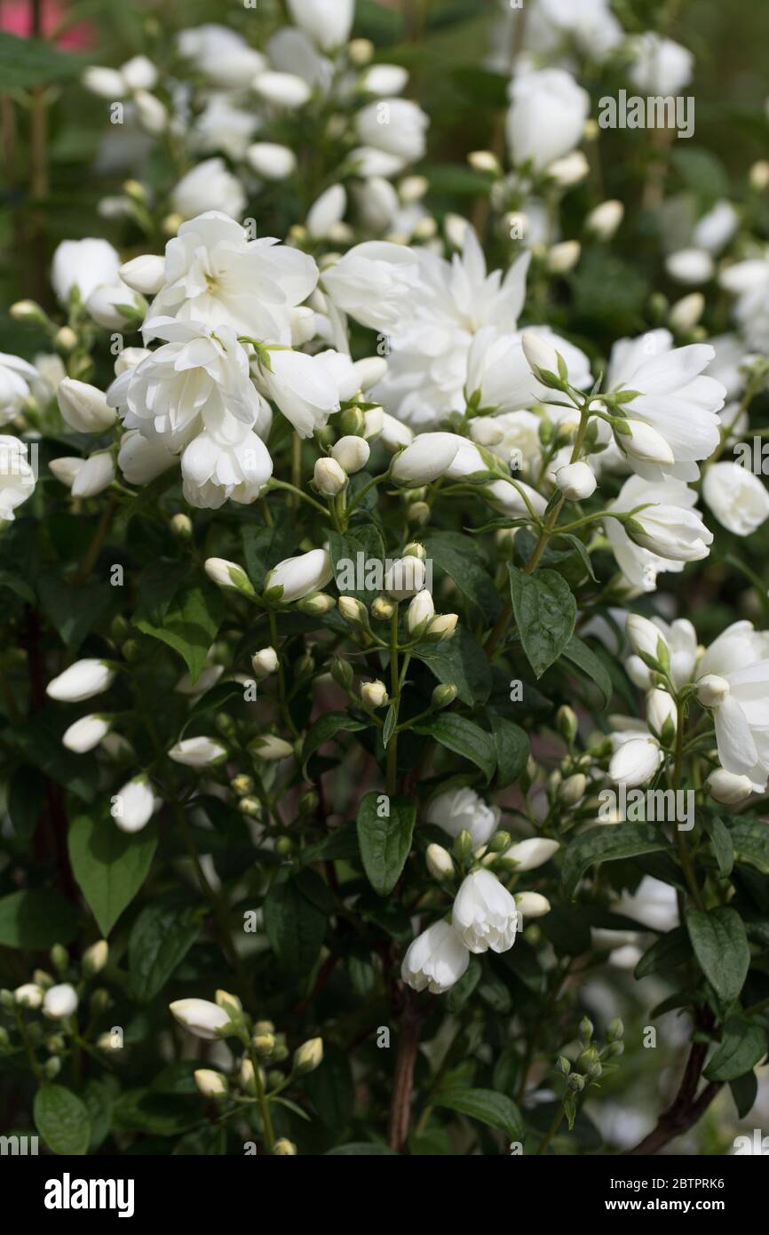 Philadelphus 'Snow Dwarf' mock orange Stock Photo Alamy