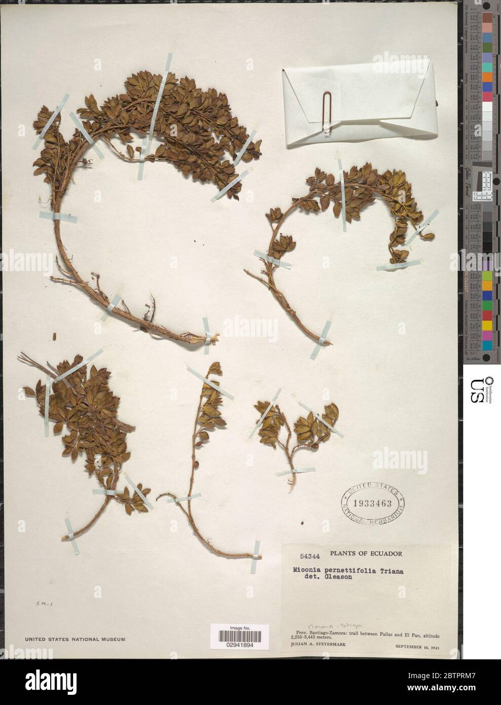 Miconia pernettifolia Triana. Stock Photo