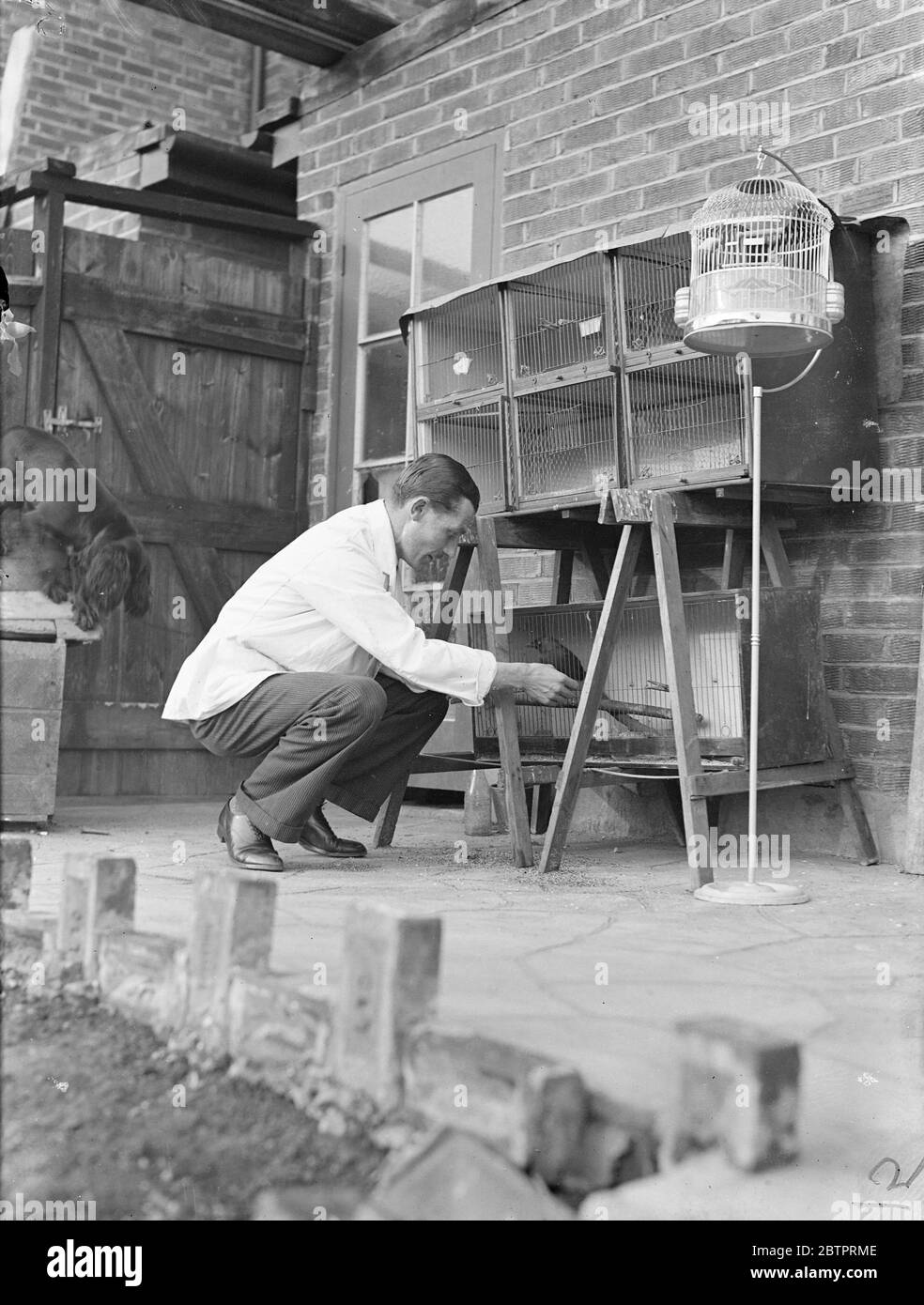 Britain's only bird surgeon. London archaeology 400 further patients in a year. More than 400 birds had been treated and cured in a year by Britain's only practising 'Bird surgeon', Mr a B Andrae of Morton Way, Southgate. At the back of Mr Andrea house is a room equipped for every kind of operation. In this room, birds had been treated for broken limbs, damaged wings and internal complaints. A few days ago, Mr Andrae cut a cancer growth from a bird. The operations are performed with dental instruments, and Mrs Andrea acts as anaesthetist. There is a specially heated 'Ward 'for serious cases. M Stock Photo