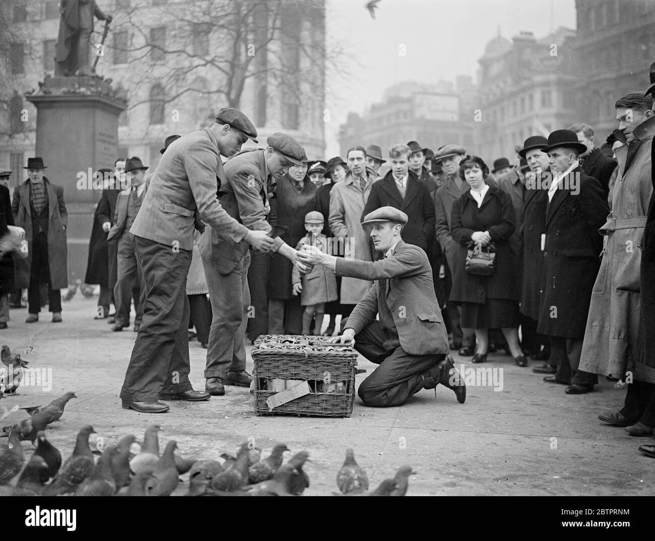 Keeping down London's pigeon population. Catchers busying Trafalgar Square. Men are work catching pigeons in Trafalgar Square to 'thin out' London's pigeon population. The pigeons familiarity with kindly visitors who feed them is in this case they are doing, for all the catchers are to do is put down food and pick up the birds as they eat it. The pigeons are placed in cages. Photo shows, Mr W Dalton and his two sons, the pigeon catchers, placing pigeons in the baskets. 6 December 1937 Stock Photo