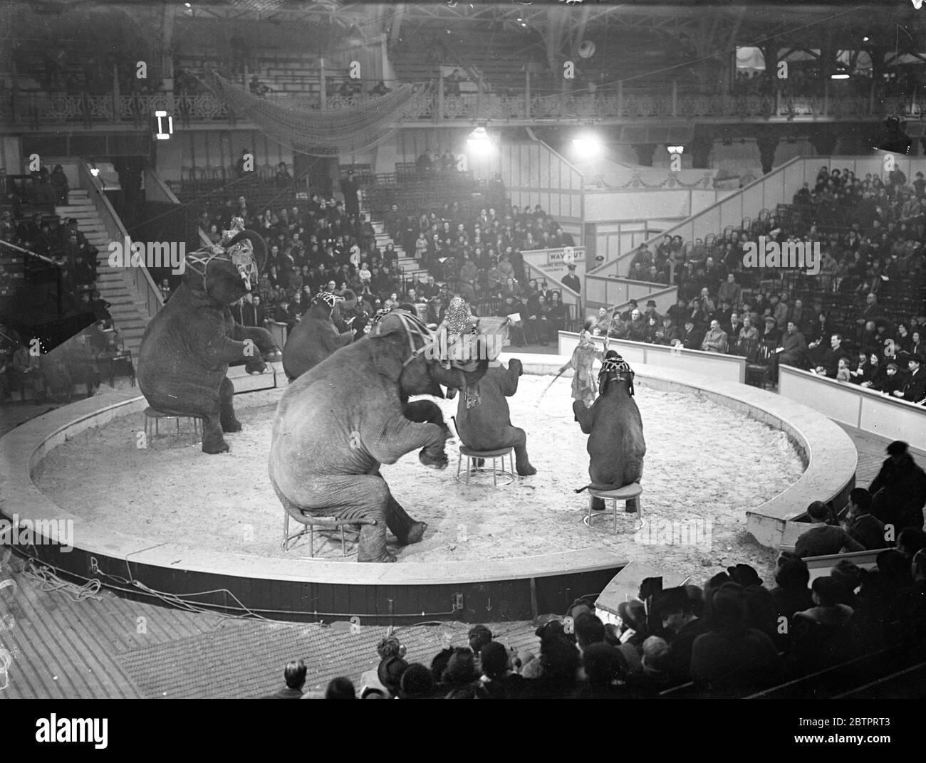 Circus comes to town again. A general view of the crowded circus ring as the elephant's gave their act in the first performance of the Christmas Circus at the Royal Agricultural Hall, Islington, London. 20 December 1937 Stock Photo