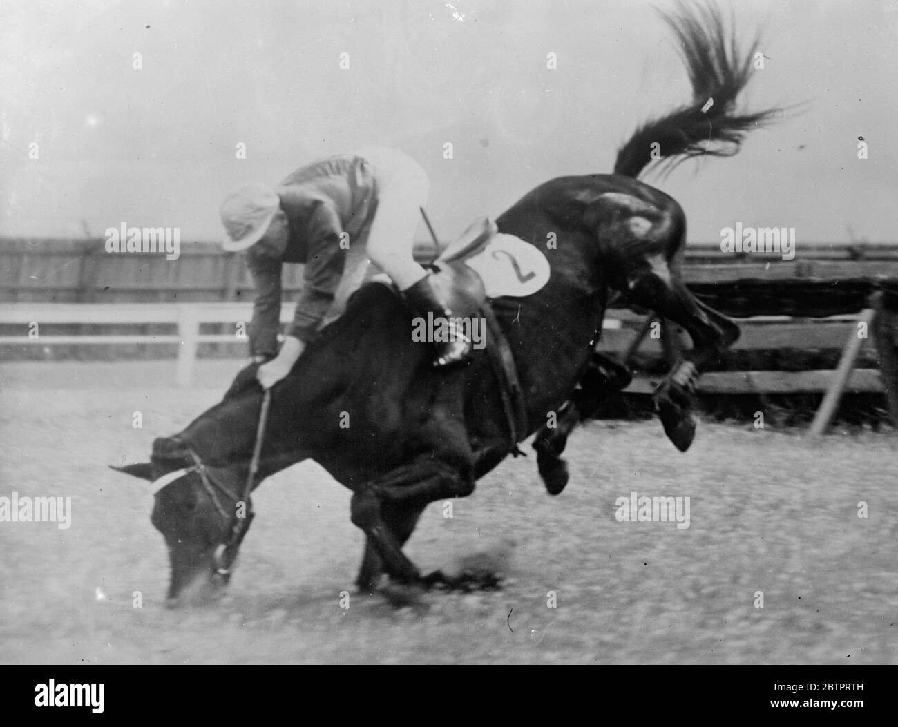 Biting the dust!. An amazing picture made as Tezpur Fore legs crumpled beneath him and nose buried in the turf, hits the ground in a head-on crash after taking a hurdle in the steeplechase at Williamstown, near Melbourne, Australia. The jockey, K Bracken, is about her two over the head of his fallan mount. 4 December 1937 Stock Photo