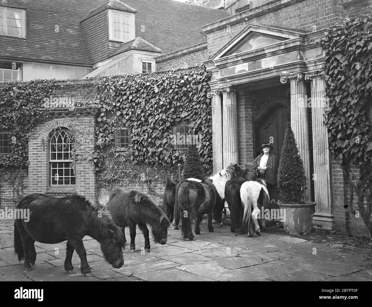 Frances Countess of Warwick ill. Frances Countess of Warwick is ill at her home at Durmow, Essex. The Countess, who is 77 and the grandmother of the present Earl, has been suffering from heart trouble recently.. Photo shows, Frances Countess of Warwick was some of the aged ponies to which she gives a home at her residence, Easton Lodge, Dunmow, Essex. 26 July 1933 Stock Photo