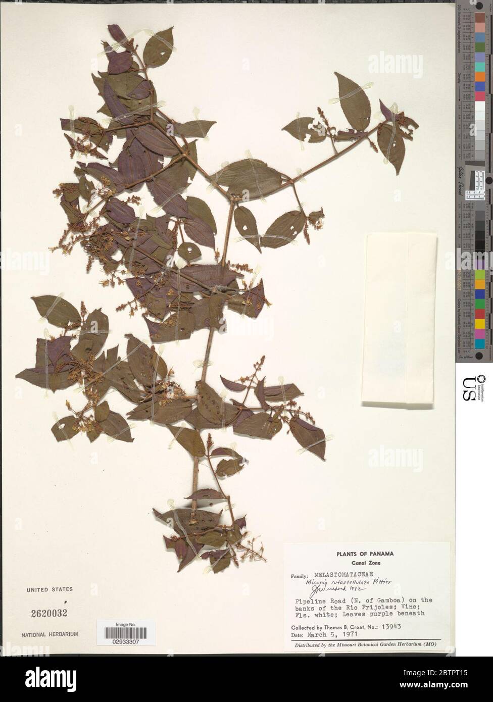 Miconia rufostellulata Pittier. Stock Photo