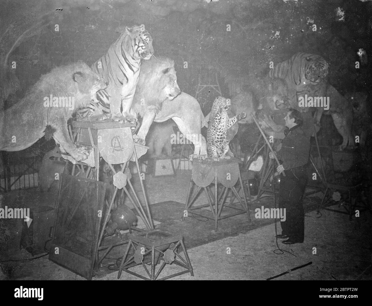 One man masters the wild!. Fifteen different animals, forest lions, tigers, leopards, polar and black bears performed together in the same 40 foot cage under the control of only one man, Alfred Court, at the Christmas circus at the Royal agricultural Hall, Islington, London. Photo shows, Alfred Court with his lions, tigers and leopards performing in the circus ring at the agricultural Hall. 20 December 1937 Stock Photo