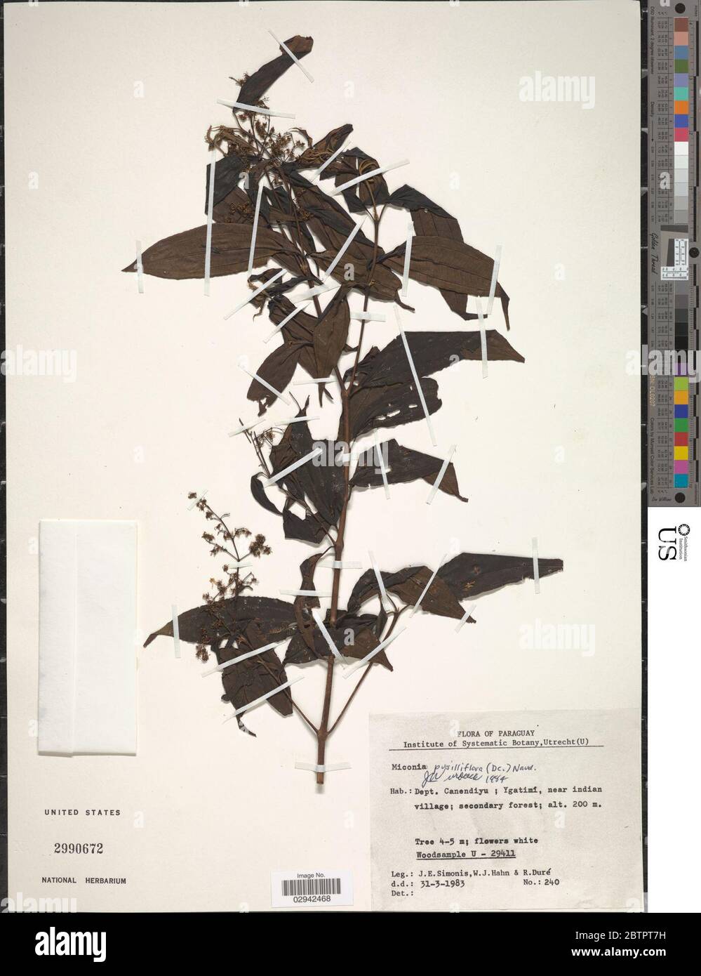 Miconia pusilliflora Triana. Stock Photo