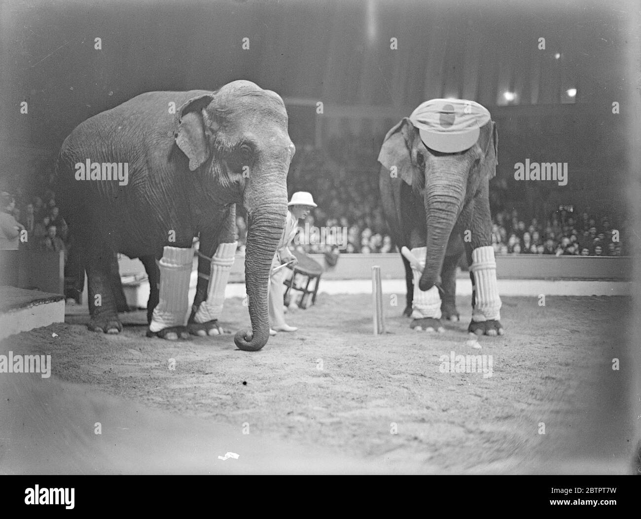 Elephants that play cricket. The batsman complete with cap befitting his proportions, has raised his bat to deal with a delivery. The wicket keeper is vigilant. 22 December 1932 Stock Photo