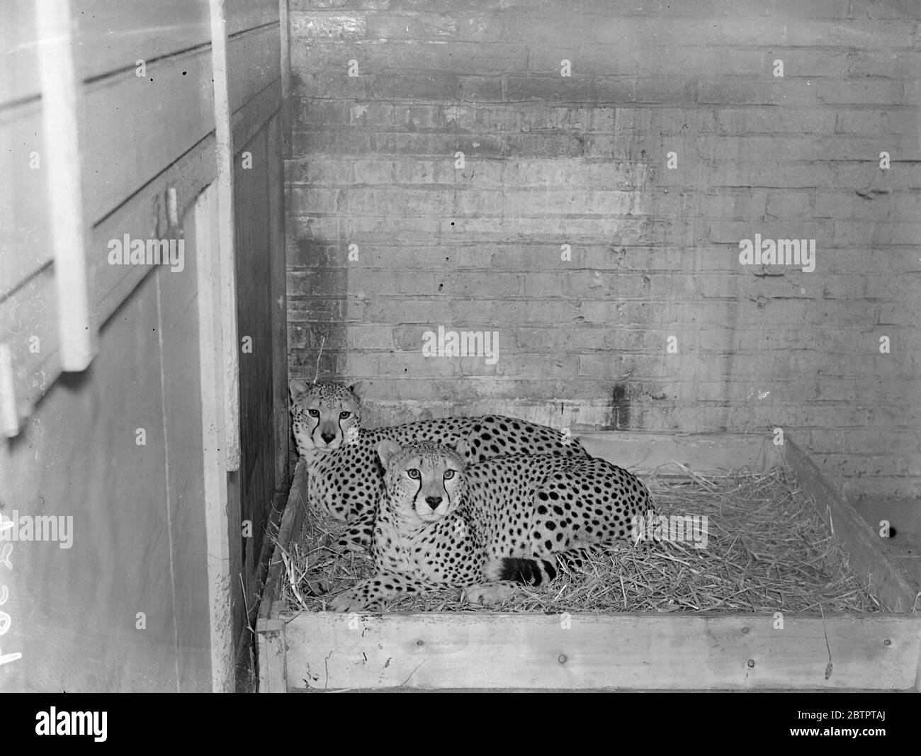 Speed champions of the jungle. Two beautifully spotted cheaters settled down in their winter quarters in the North Mammal House at the London Zoo. These cheaters are natives of Tanganyyika, Africa. The breed has recently gained a name in England for its wonderful speed over short distances. Tested out against dogs over the regulation tracks, cheaters reached a speed of over 40 miles an hour. 31 December 1937 Stock Photo