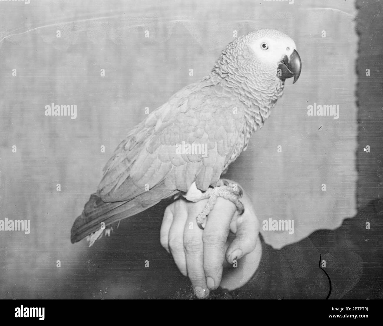Rare bird!. African parrot for London, show. Nora, a rare African Grey Parrot from West Africa, will be exhibited by Mr P Abrahams of Upper Norwood, London, at the 'Crystal Palace' National Cage Birds Show opening at the Dorland Hall, Regent Street, on Thursday. Photo shows, Nora, the African Grey parrot. 18 January 1938 Stock Photo