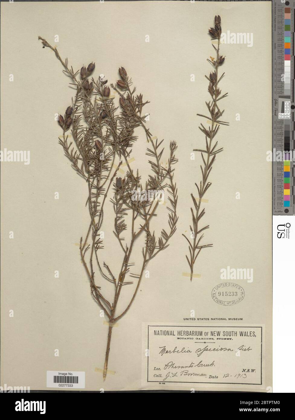 Mirbelia speciosa DC Stock Photo Alamy