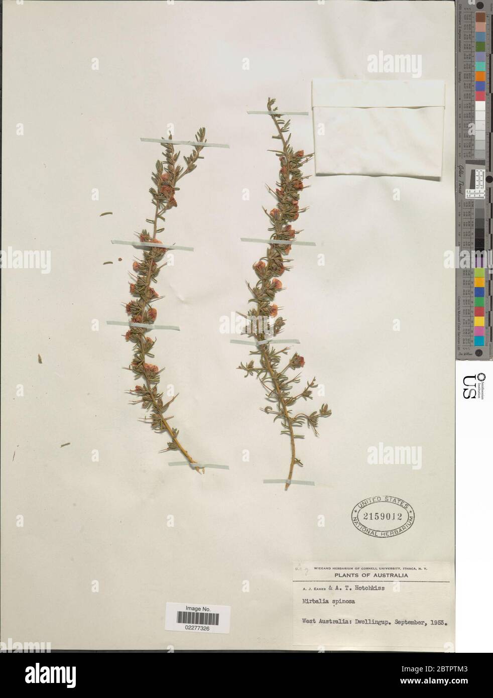 Mirbelia spinosa Benth Benth. Stock Photo