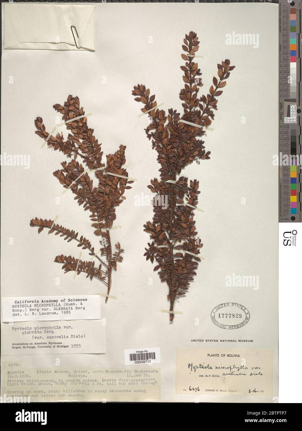 Myrteola microphylla var glabrata O Berg. Stock Photo