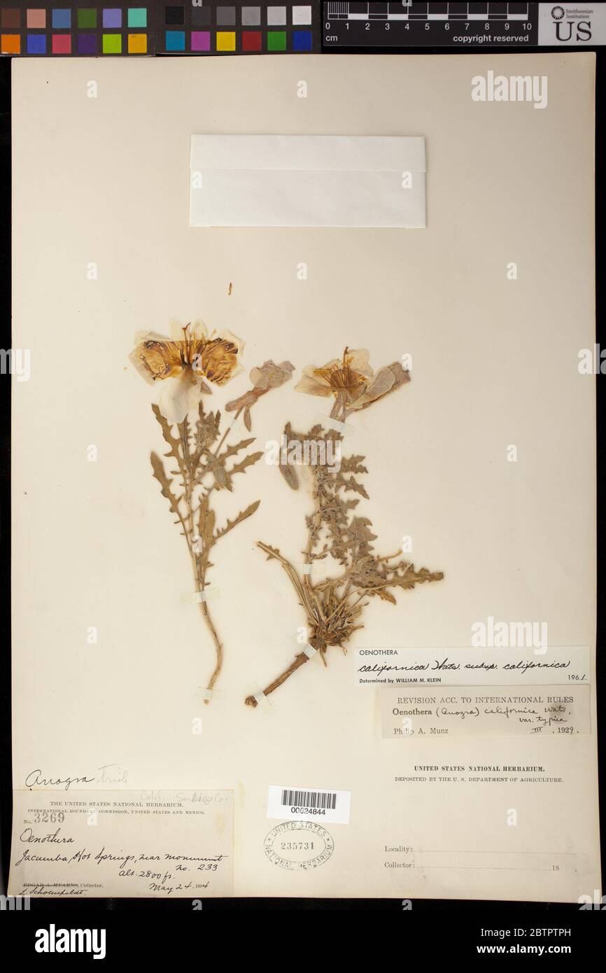 Oenothera californica S Watson S Watson subsp californica. Stock Photo