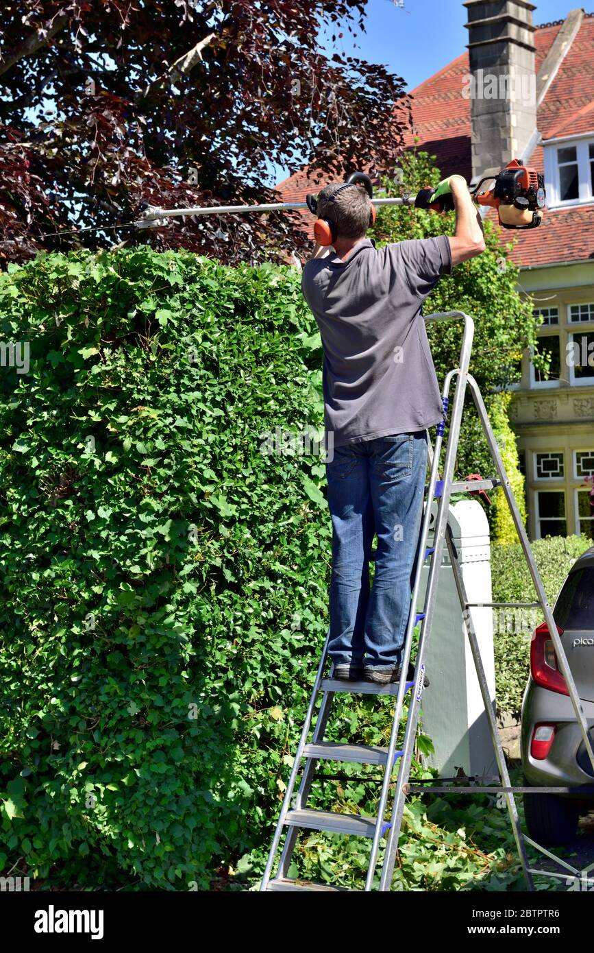 Hedge cutting ladders online