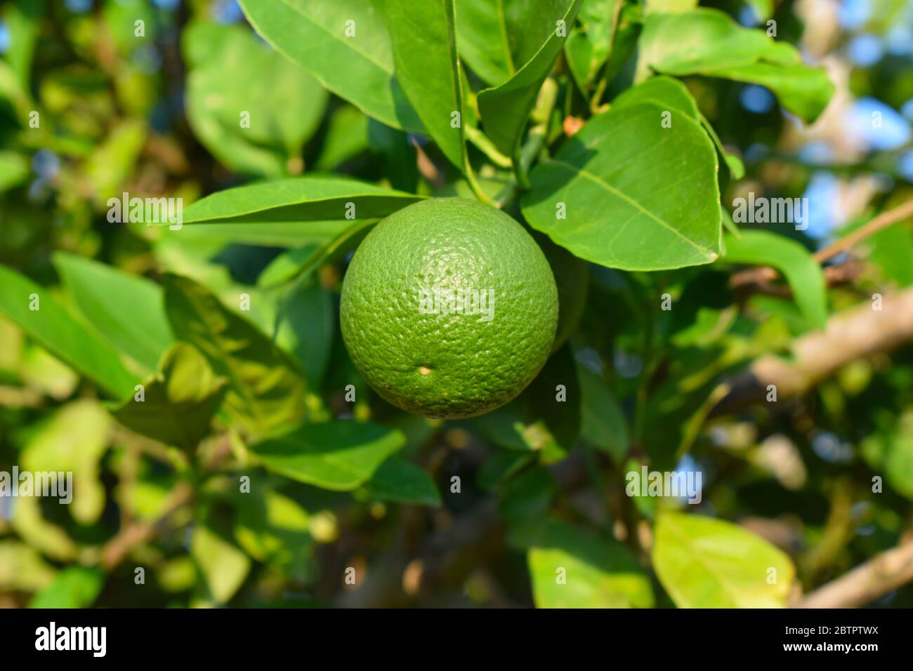 Isolated closeup of living citrus fruit on branch in Rio Grande Valley Stock Photo