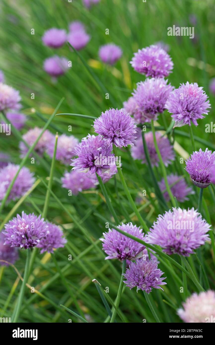 Allium tuberosum garlic chives, flowering Stock Photo Alamy