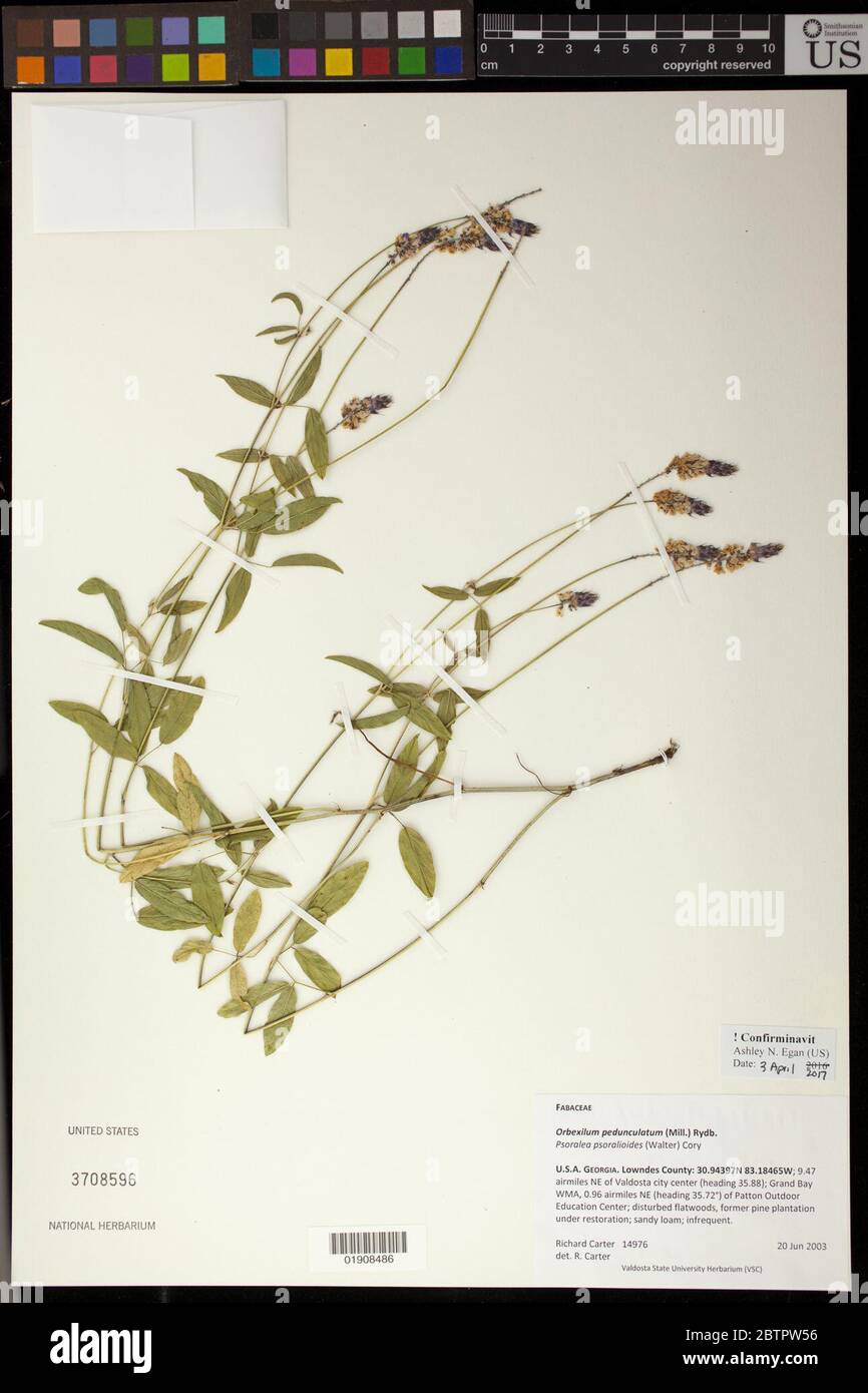 Orbexilum pedunculatum Mill Rydb. Stock Photo