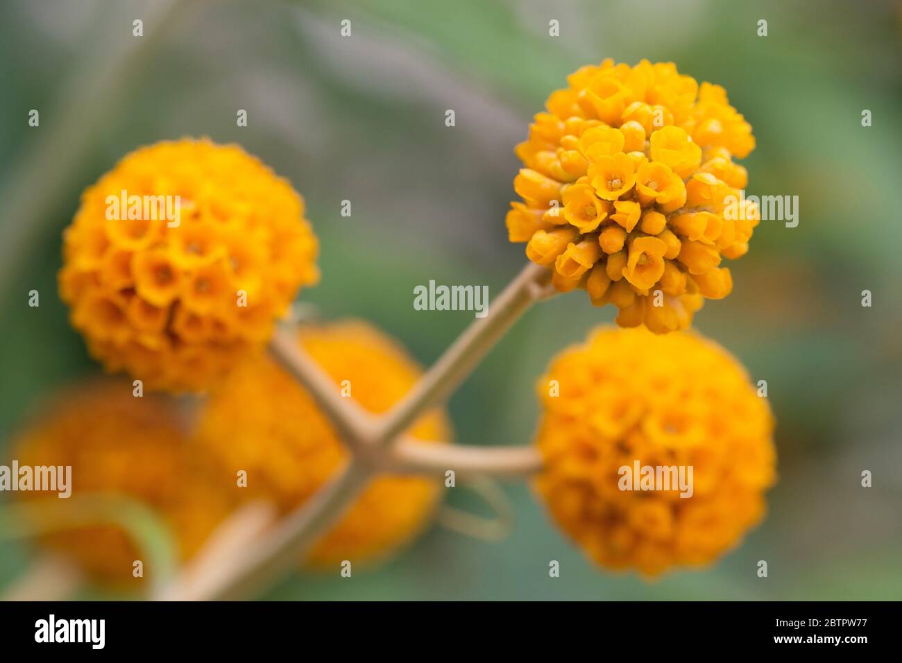 Buddleja globosa orange ball tree Stock Photo Alamy