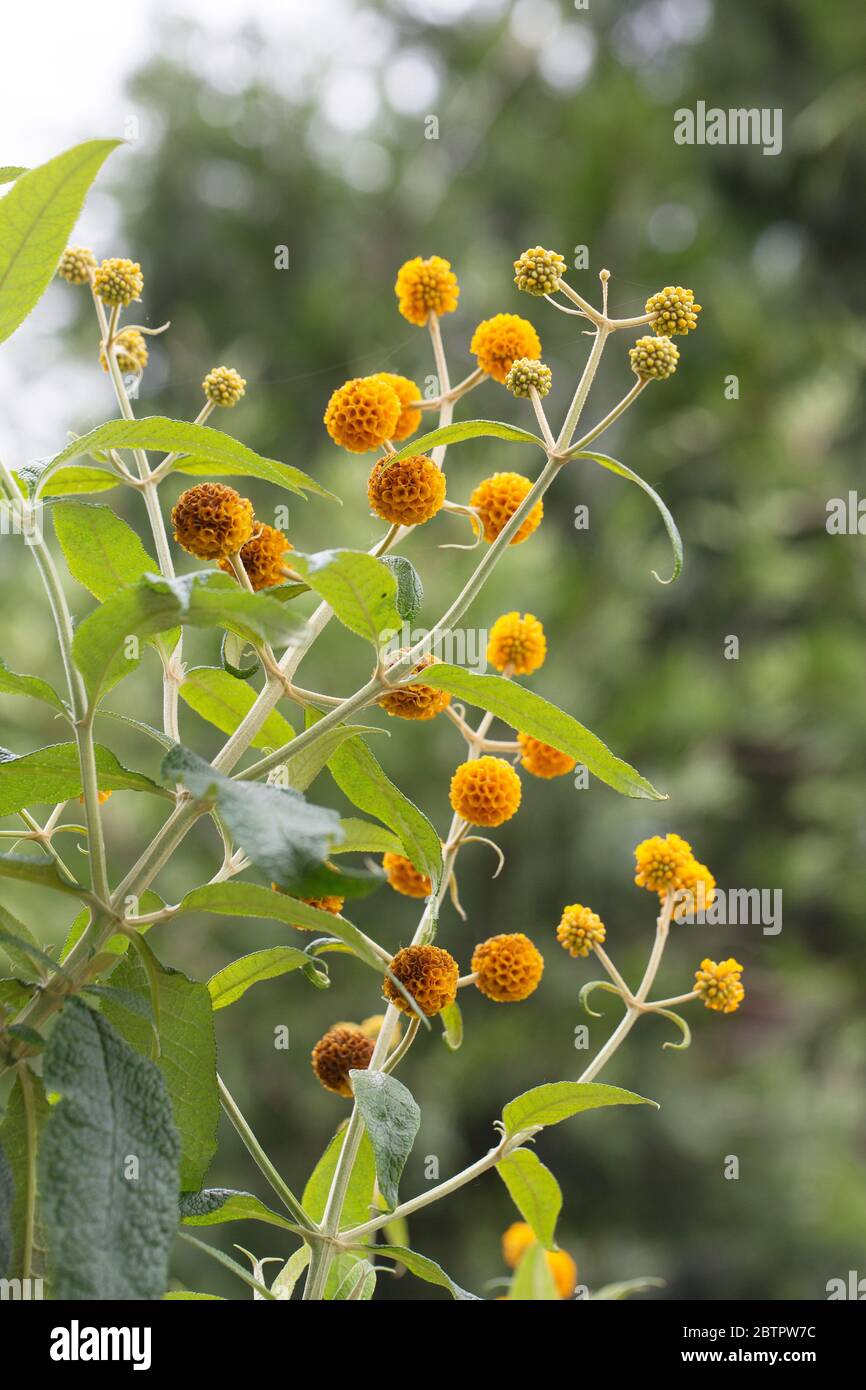 Buddleja globosa - orange ball tree. Stock Photo