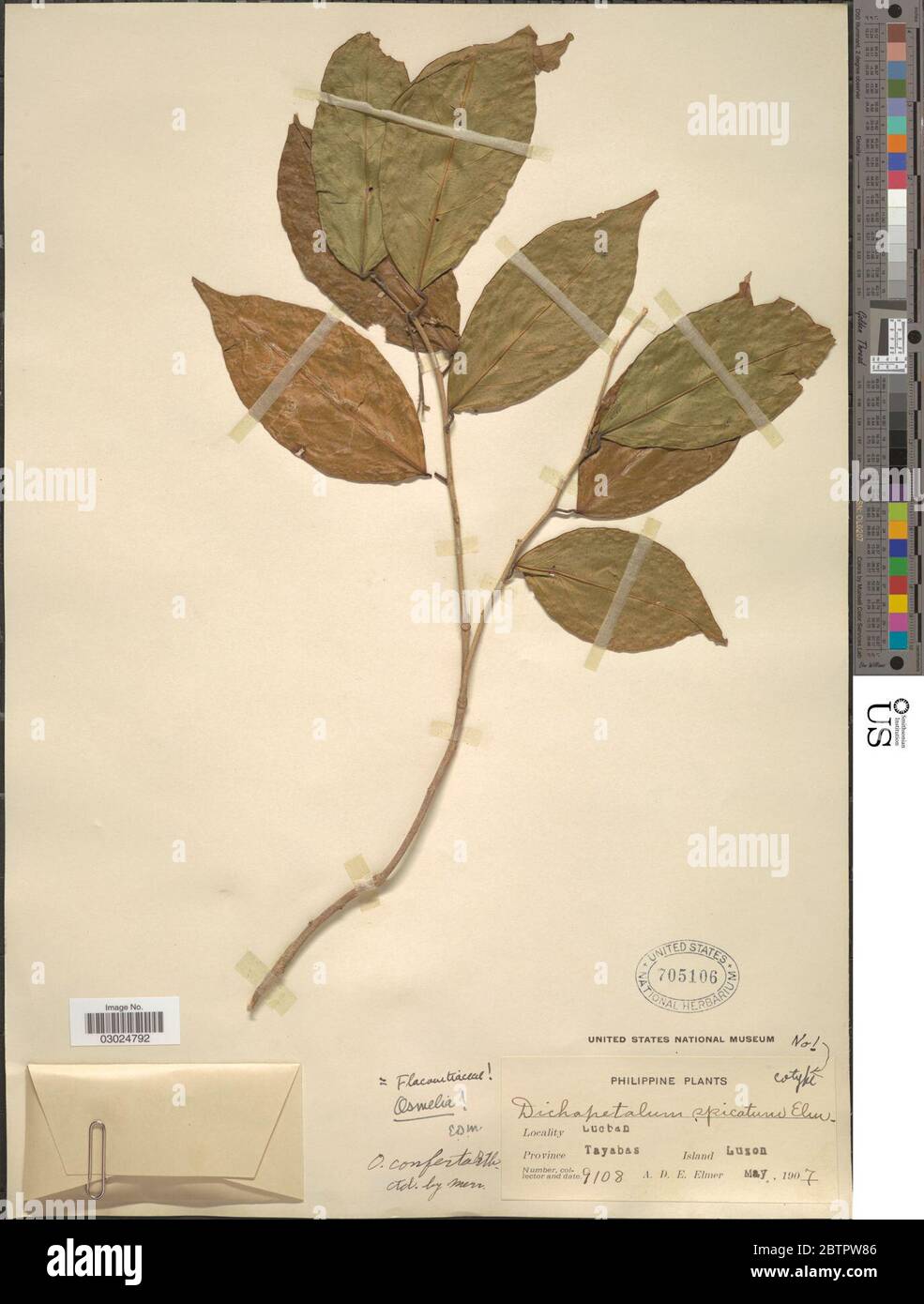 Osmelia conferta Benth. Stock Photo