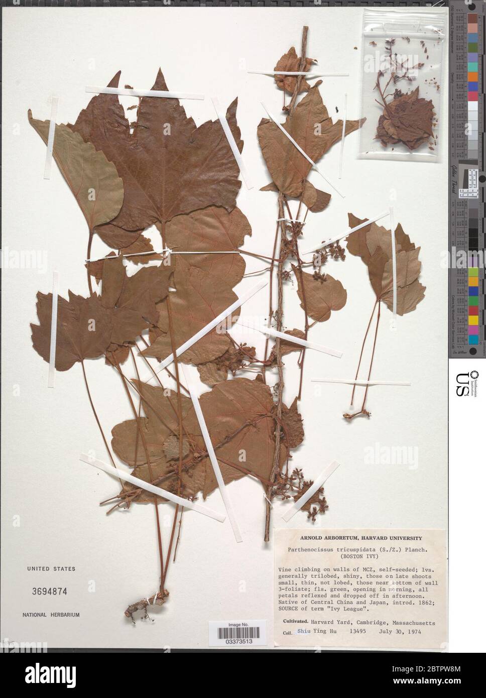 Parthenocissus tricuspidata Siebold Zucc Planch. Stock Photo