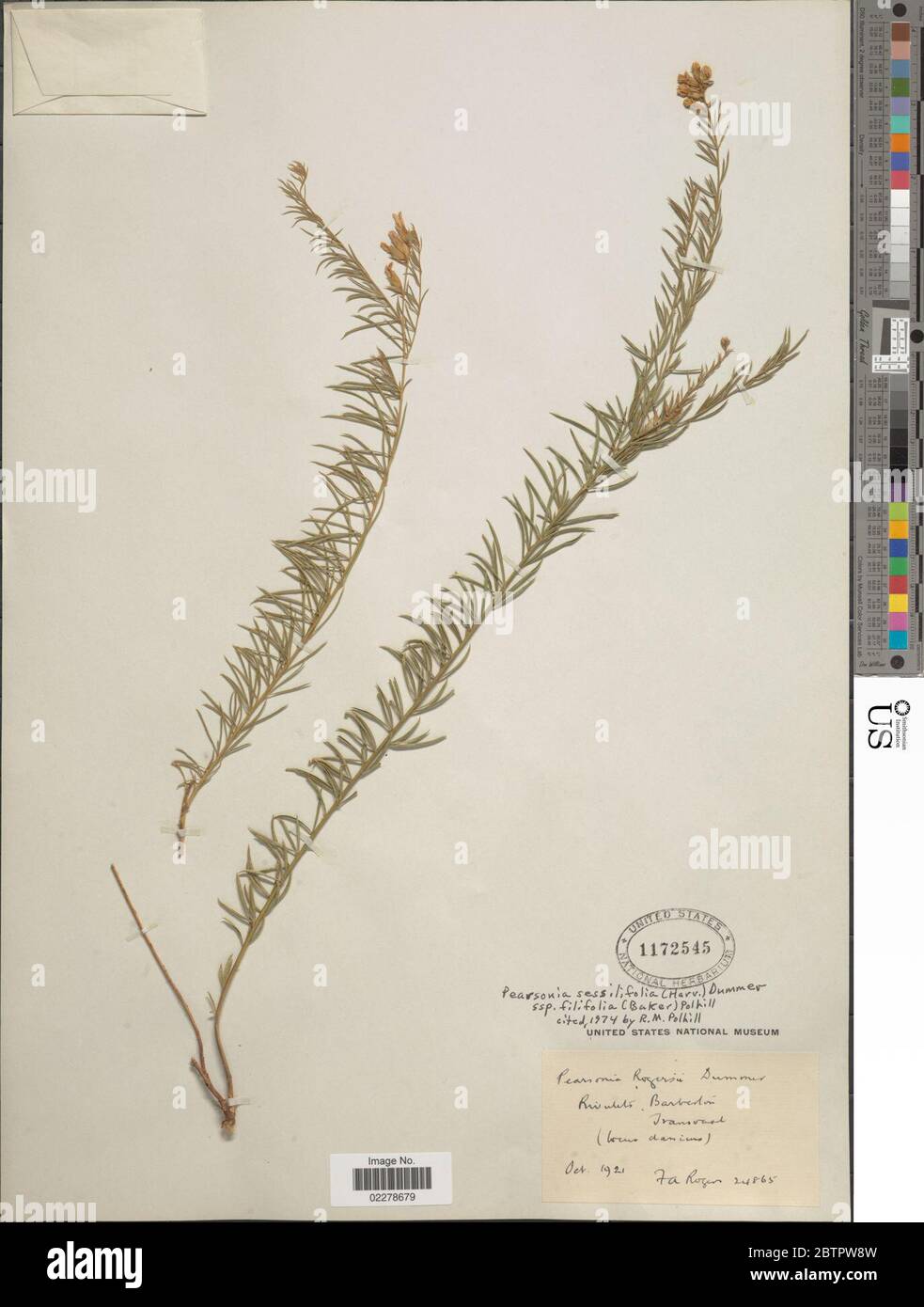 Pearsonia sessilifolia subsp filifolia Bolus Polhill. Stock Photo