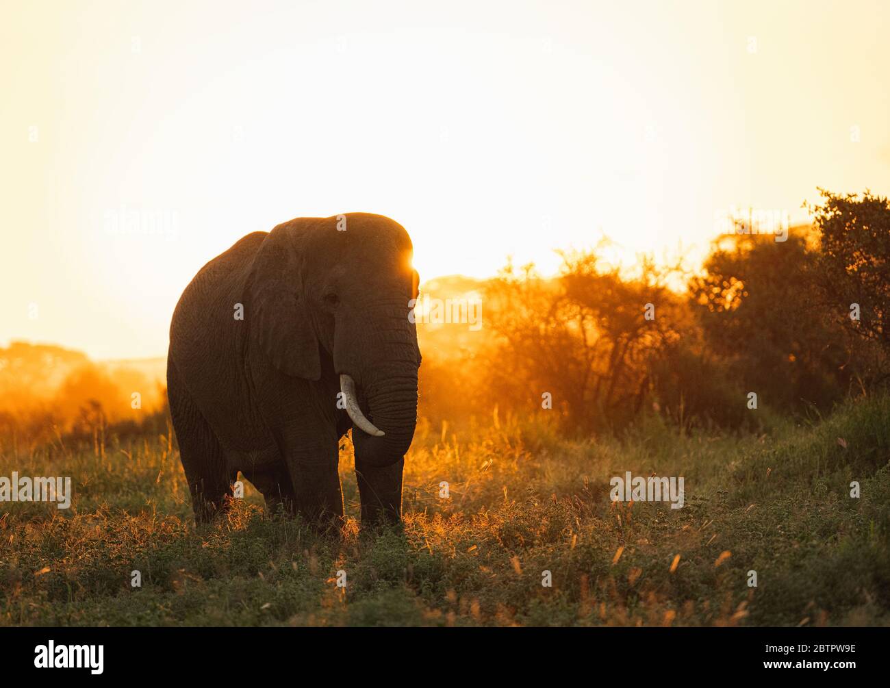 Silhouette of African Elephant in early morning sun light in Amboseli national park. , Kenya Stock Photo