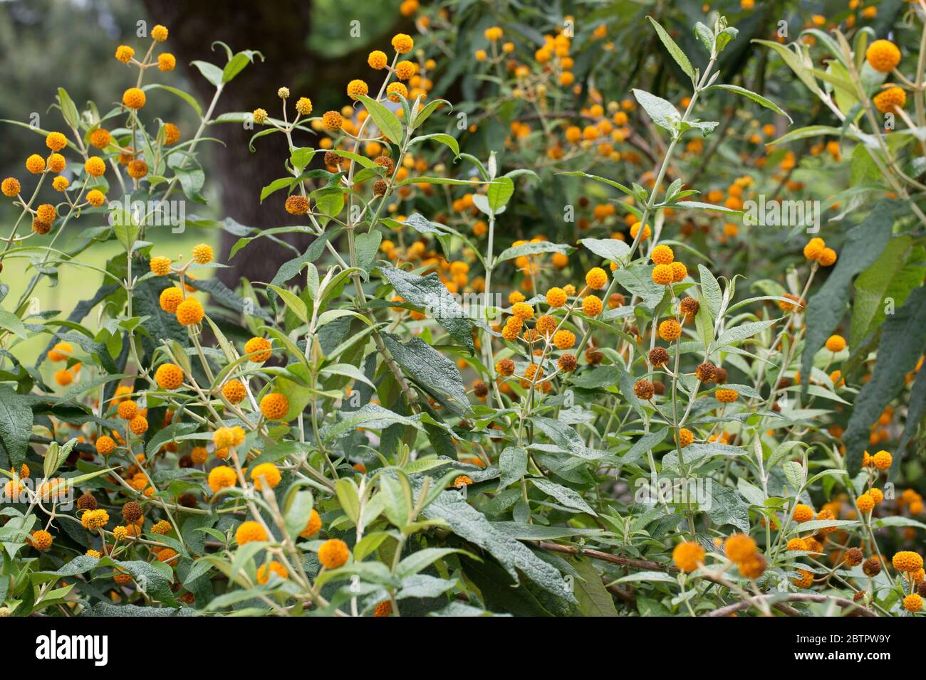 Orange ball tree hires stock photography and images Alamy