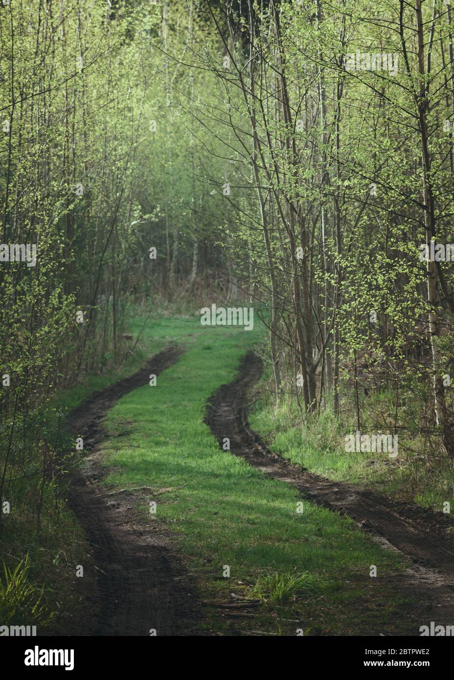Forest path with spring mud among trees with young foliage, toned Stock Photo