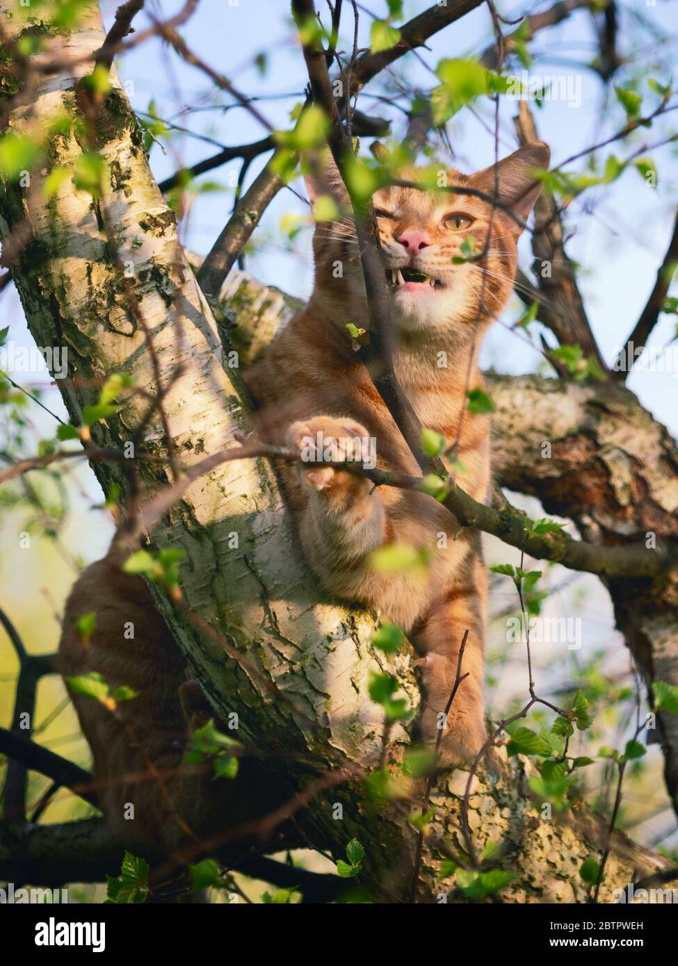 Red cat sitting on a tree with young spring foliage and nibbles branches Stock Photo