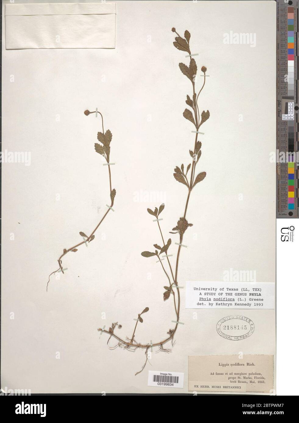 Phyla nodiflora L Greene. Stock Photo