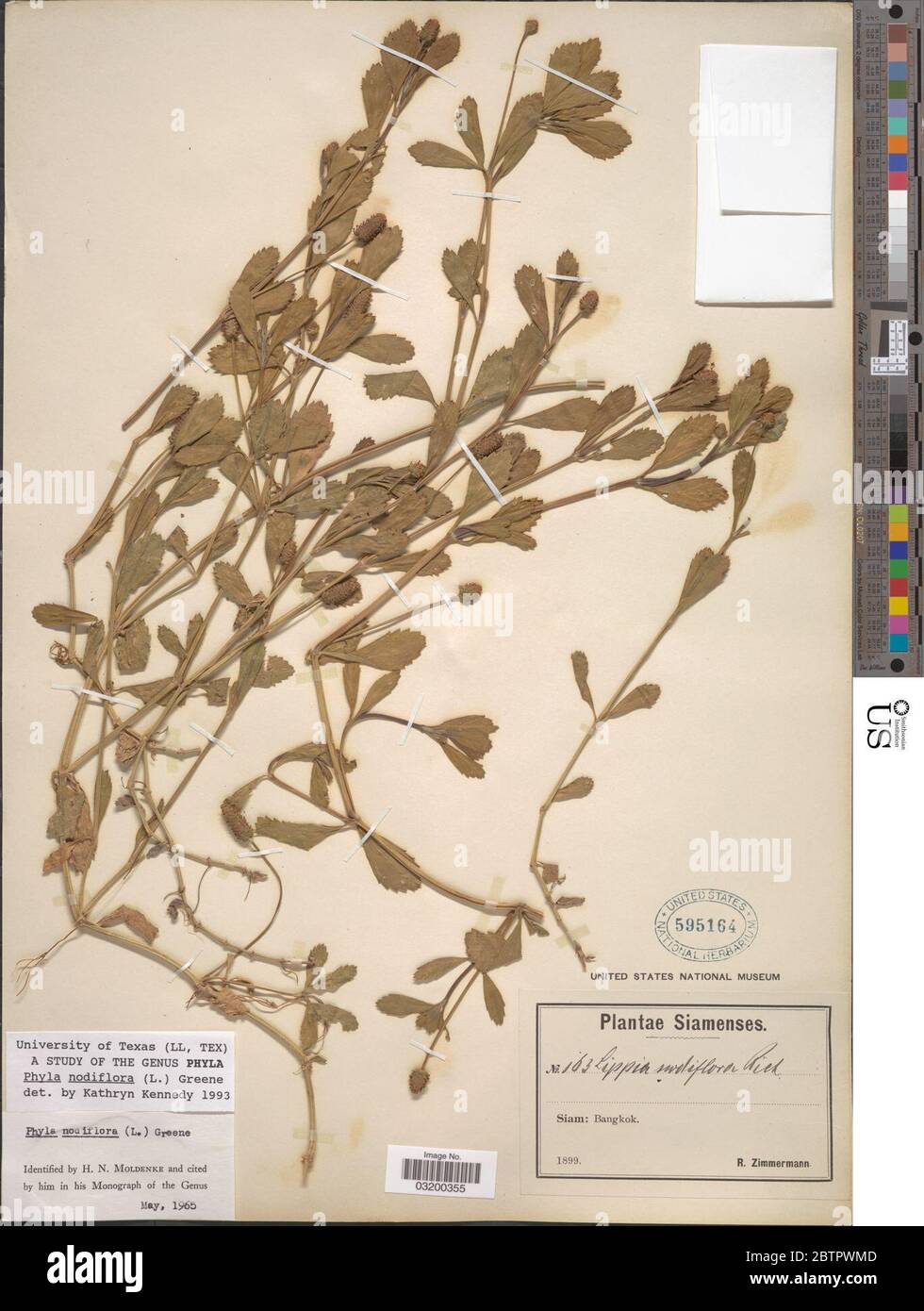 Phyla nodiflora L Greene. Stock Photo