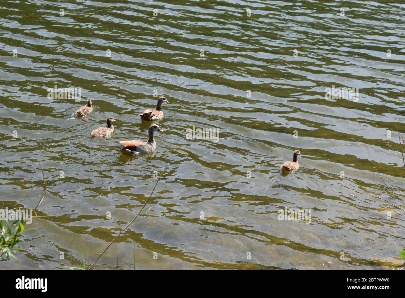 Egyptian goose swimming with the family Stock Photo