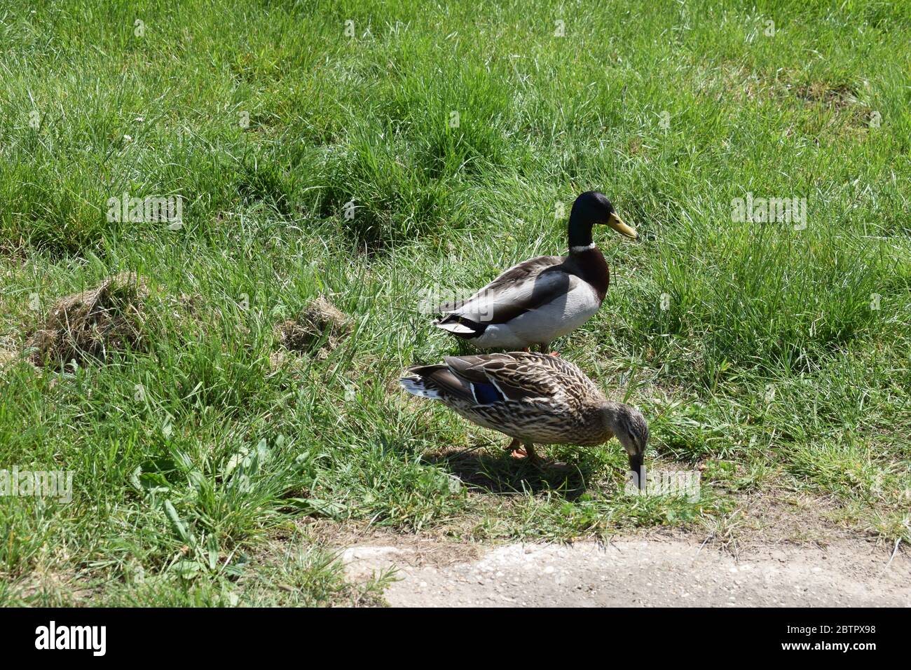ducks in the grass Stock Photo