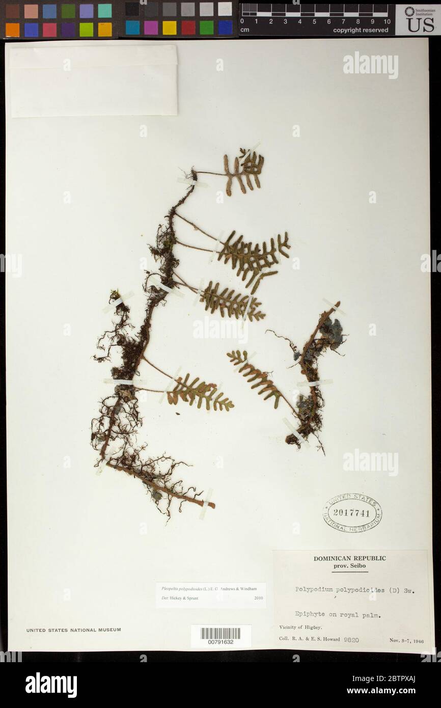 Pleopeltis polypodioides L EG Andrews Windham. Stock Photo