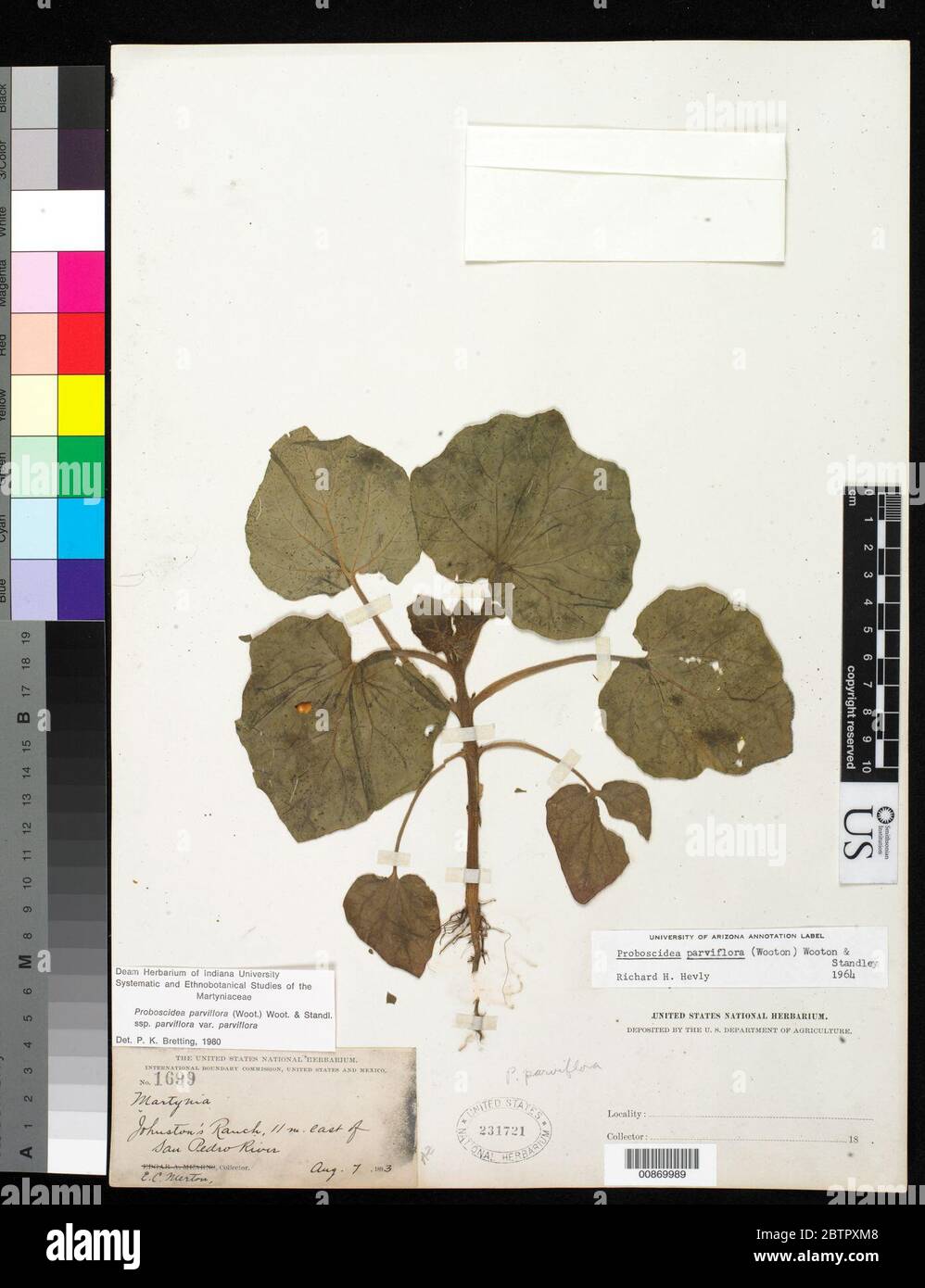 Proboscidea parviflora Wooton Wooton Standl. Stock Photo