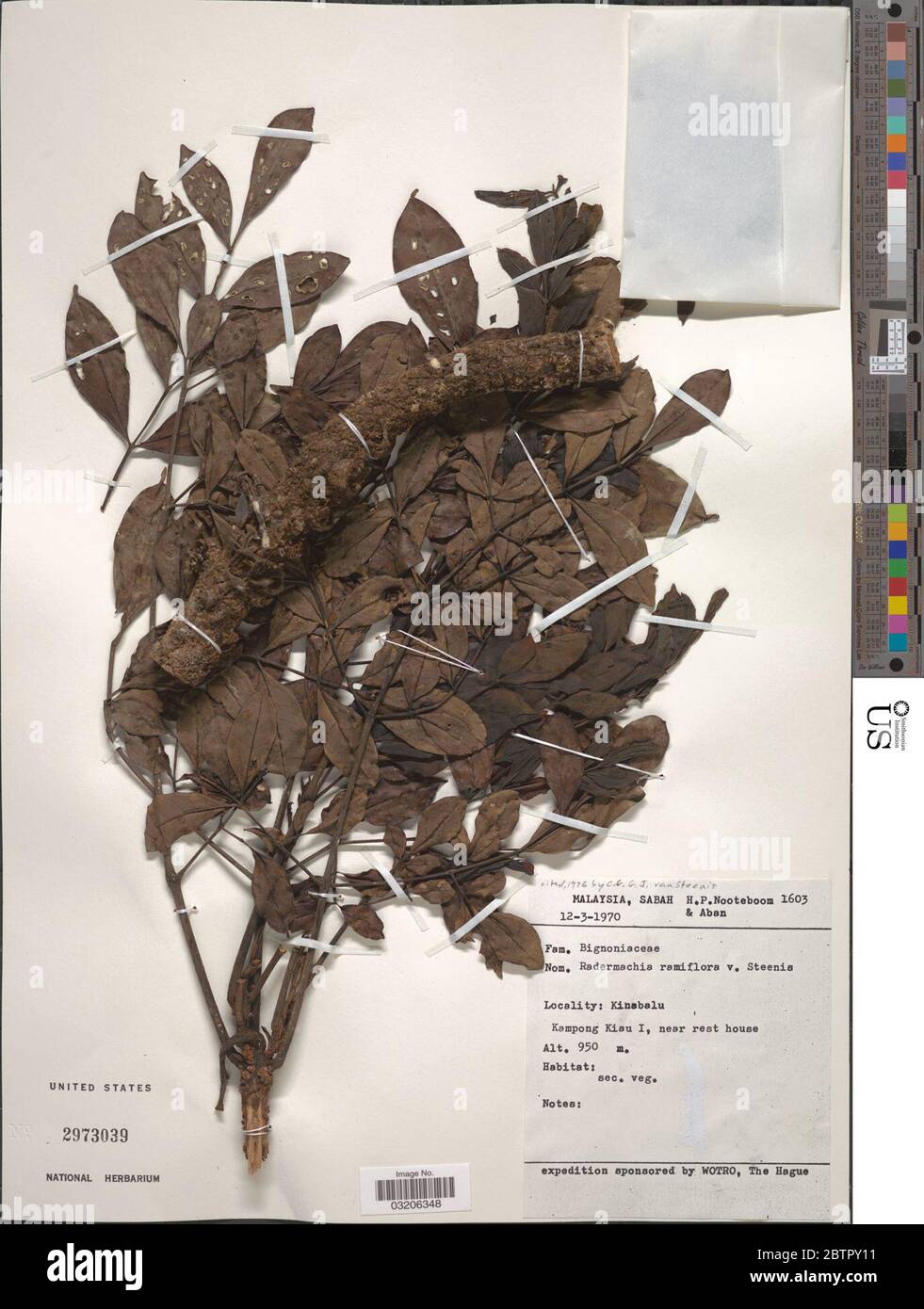 Radermachera ramiflora Steenis. Stock Photo