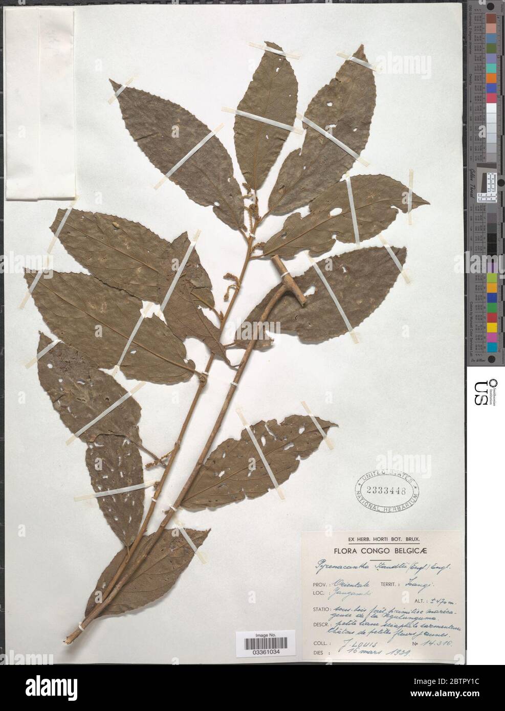 Pyrenacantha staudtii Engl Engl. Stock Photo