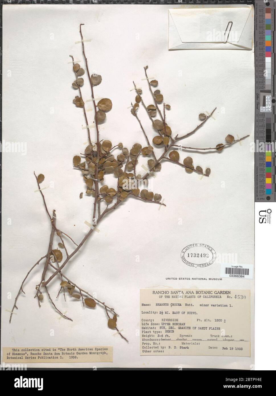 Rhamnus crocea Nutt. Stock Photo