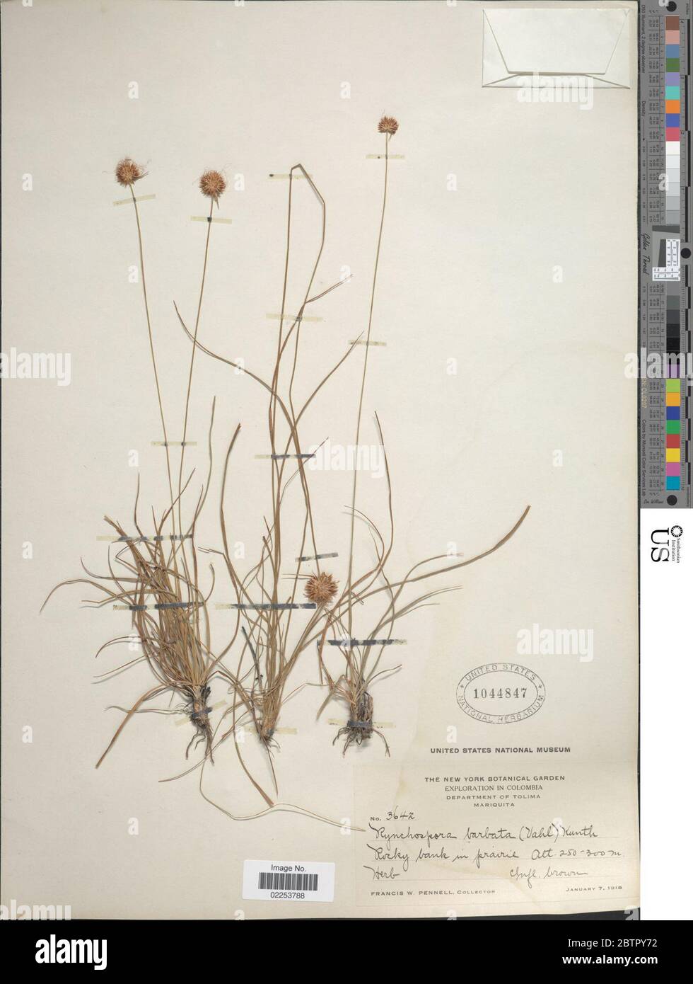 Rhynchospora barbata Vahl Kunth. Stock Photo