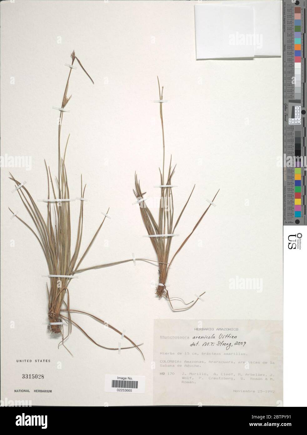 Rhynchospora arenicola Uittien. Stock Photo
