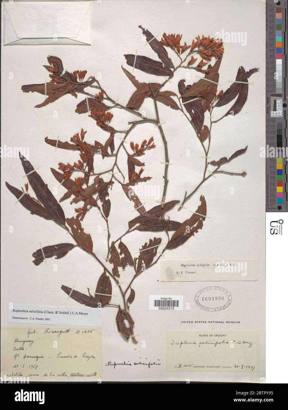 Ruprechtia salicifolia Cham Schltdl CA Mey. Stock Photo