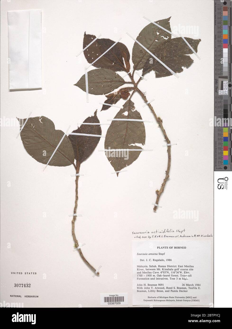 Saurauia actinidiifolia Stapf. Stock Photo