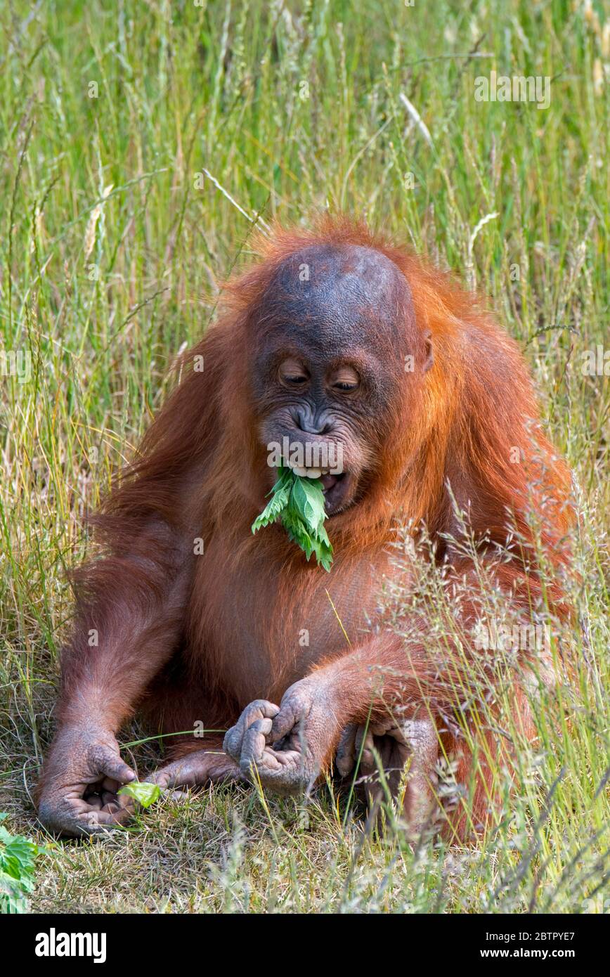 Young Sumatran orangutan (Pongo abelii) eating leaves, native to the Indonesian island of Sumatra Stock Photo