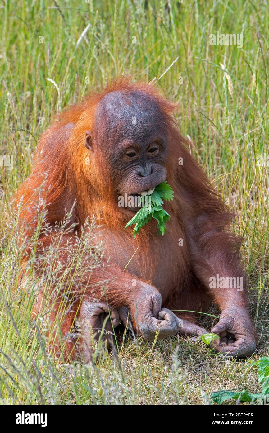 Young Sumatran orangutan (Pongo abelii) eating leaves, native to the Indonesian island of Sumatra Stock Photo