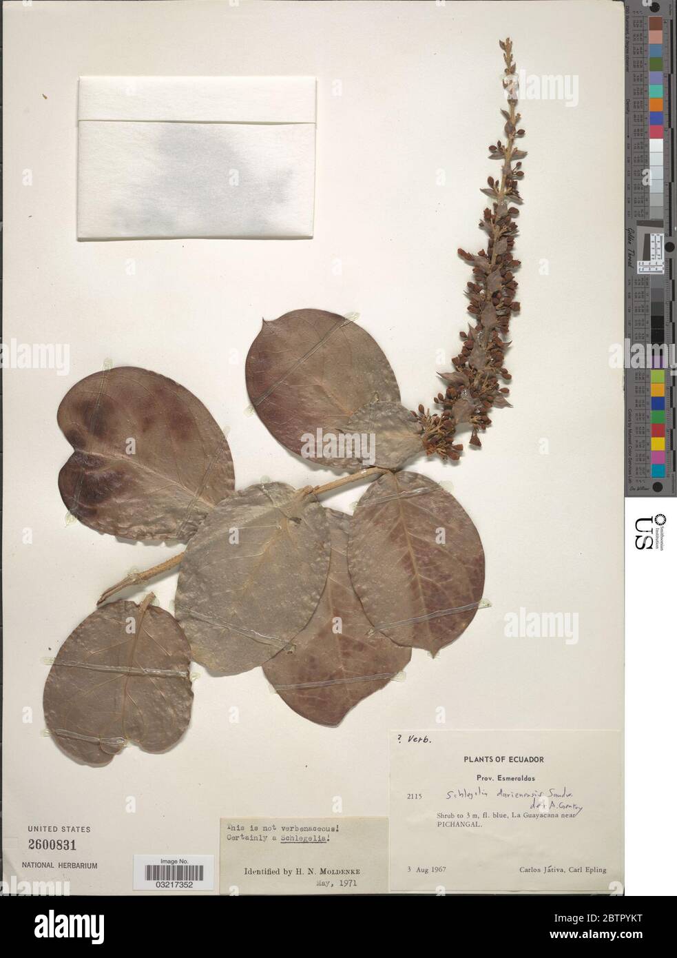 Schlegelia darienensis Sandwith. Stock Photo