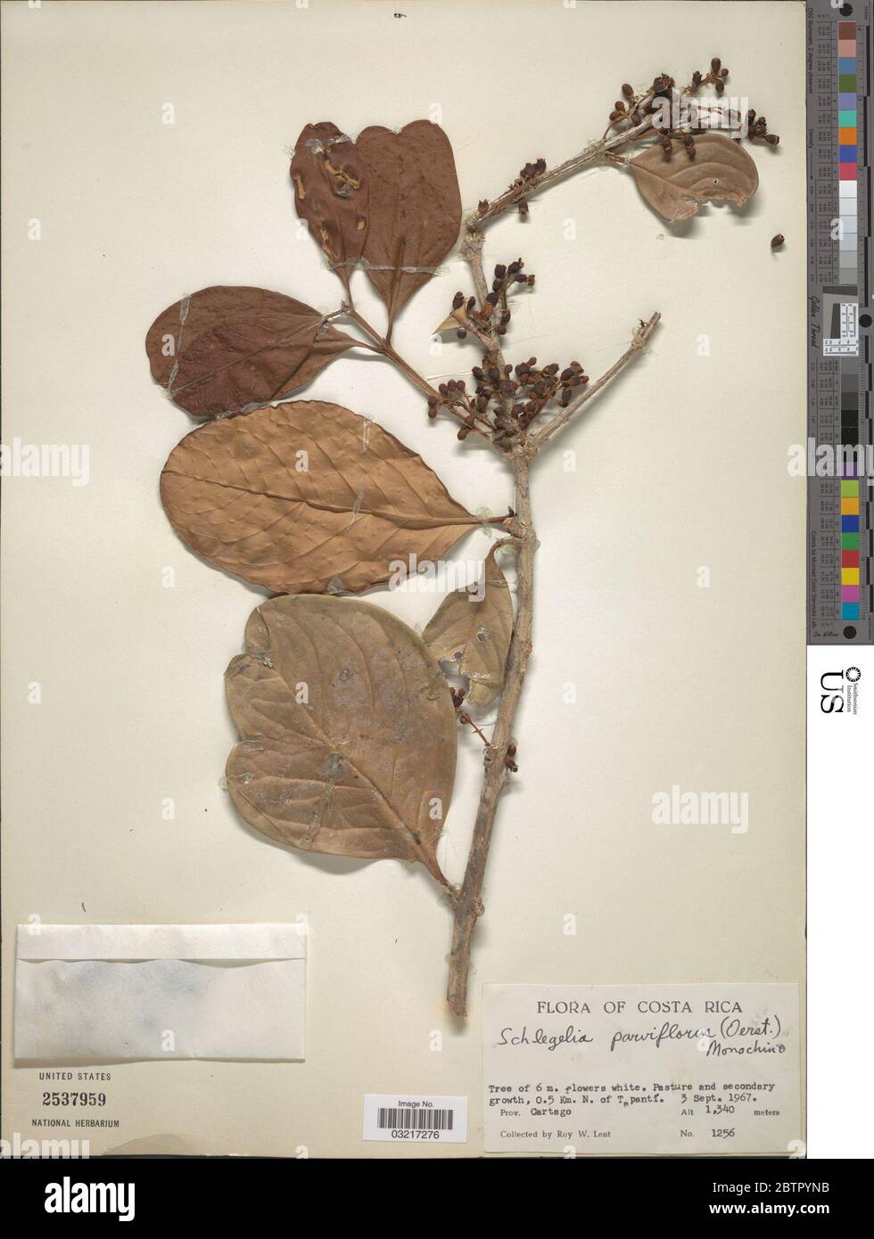 Schlegelia parviflora Oerst Monach. Stock Photo