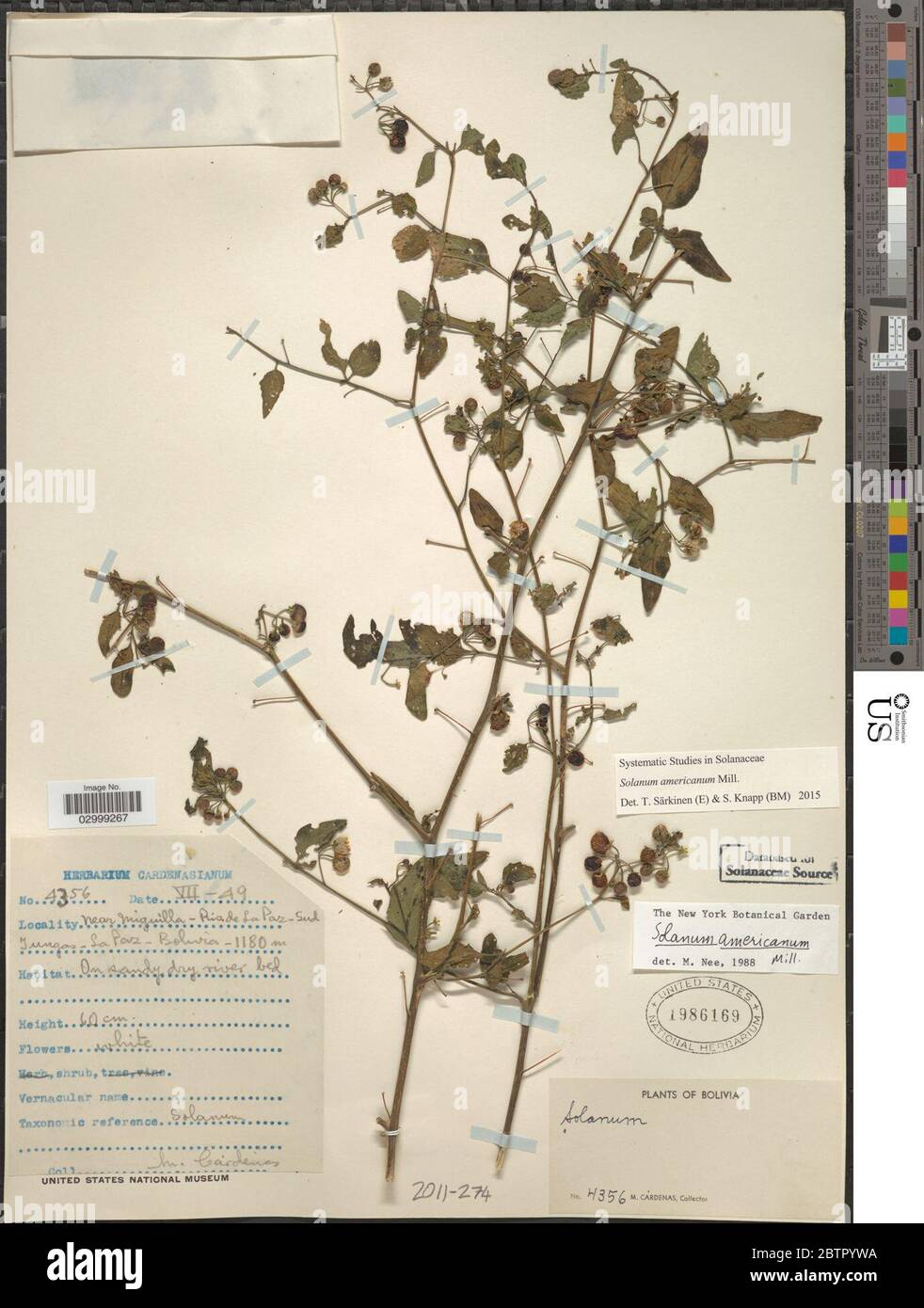 Solanum americanum Mill. Stock Photo